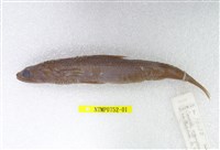 藏品(花斑蛇鯔)的圖片